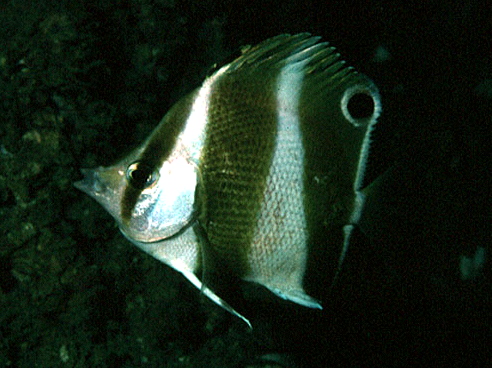  Chaetodon jayakari  (Indian Goldenbarred Butterflyfish, Jayakar)